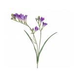 7-009FR VIOLET
